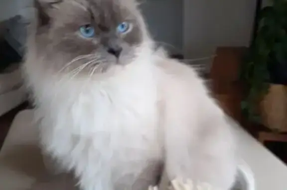 Help Find Romeo: Lost Cat in Yarra Ranges