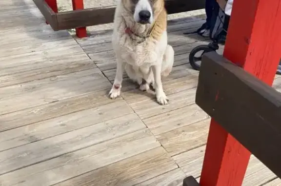 Perro de 3 Patas Hallado en La...