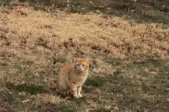 Found cat Newark, photo: Found Orange Tabby on Ramhorn Hill Rd