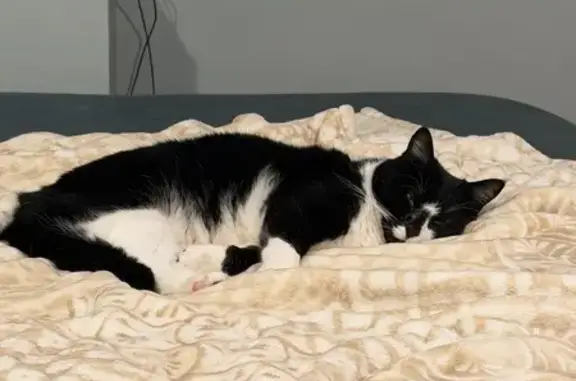 Lost Tuxedo Cat: Eastgate Drive, Warwick