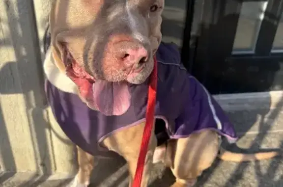 Found: Beige Dog with Support Harness