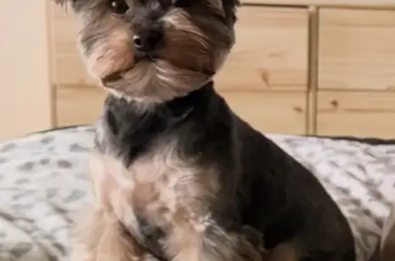 Missing dog The Woodlands, photo: Lost Dog: Small Black & Brown Female