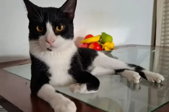 Gato desaparecido Macho (brl002300) - photo