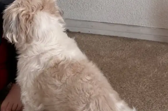 Lost Dog Near Plane Tree Court, Vegas