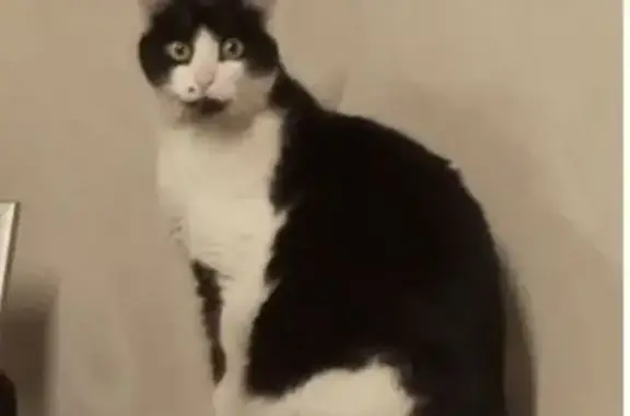 Chat noir et blanc perdu à Motz - photo