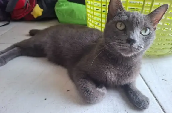 Gato Gris Perdido en Bellagio,...