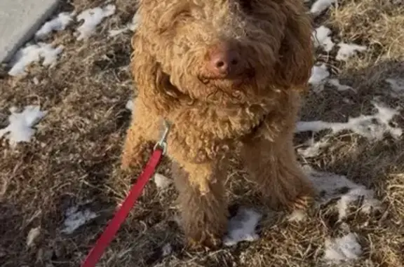 Lost and found pets Chicago, photo: Found Tan Poodle/Doodle on S. Calumet Ave