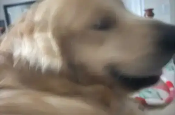 Lost Golden Retriever on Gunston Rd