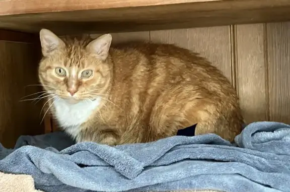 Missing cat Belfast, photo: Missing: Friendly Orange Cat in Belfast
