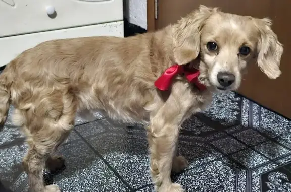 Perro Cocker Miel Encontrado en Iztapalapa - photo