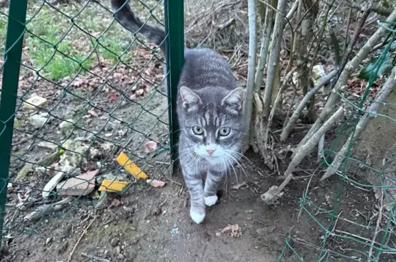 Chat trouvé , photo: Chatte sociable trouvée à Bourg-Beaudouin