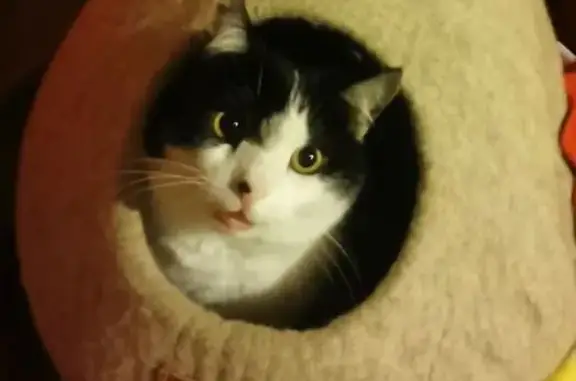 Chatte perdue: noire/blanche, Rue de Selles - photo