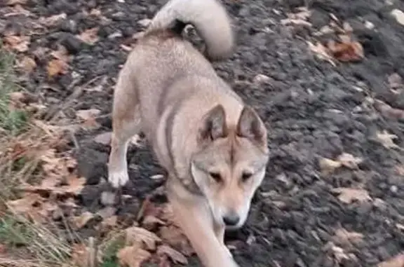 Зникла лайка: світло-руда з темною спиною