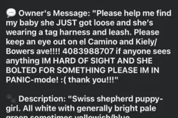 Lost Swiss Shepherd Puppy: Help Find Svea!