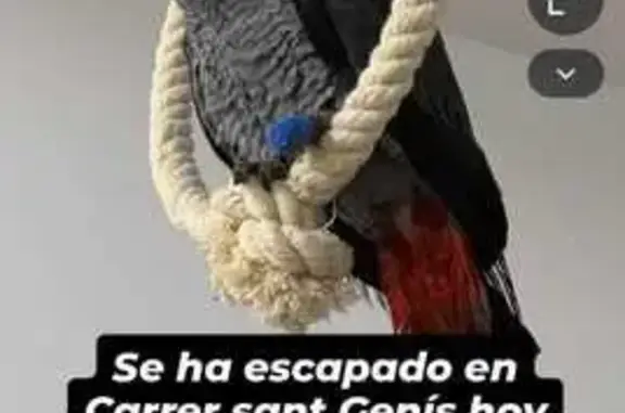 ¡Ayuda! Loro Yaco perdido en T...