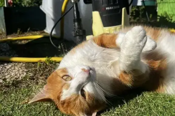 Chat perdu : roux/blanc, collier vert fluo - photo