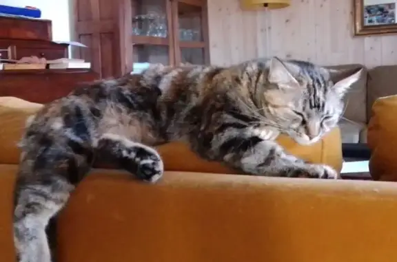 Chat perdu, , photo: Chatte tricolore perdue à St-Julien, blessée