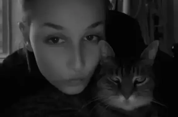 Animaux perdus Pont-Audemer, photo: Chatte perdue, Moustache blanche, 14 ans