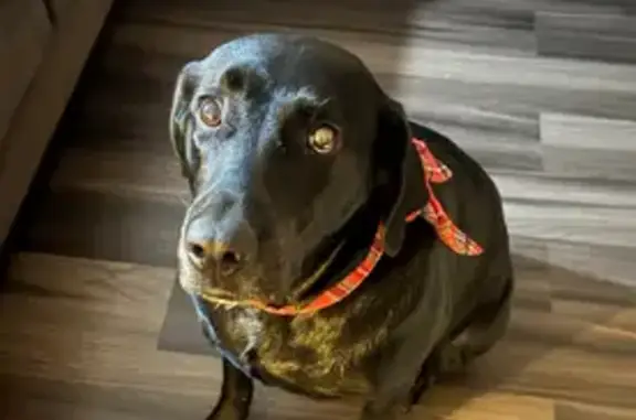 Help Find Sissy: Black Lab Lost in Middleburg