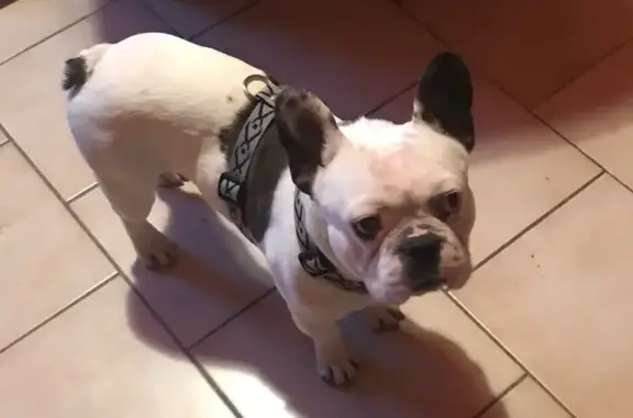 Chien perdu Laroque-des-Albères, photo : Bouledogue perdu à Laroque-des-Albères