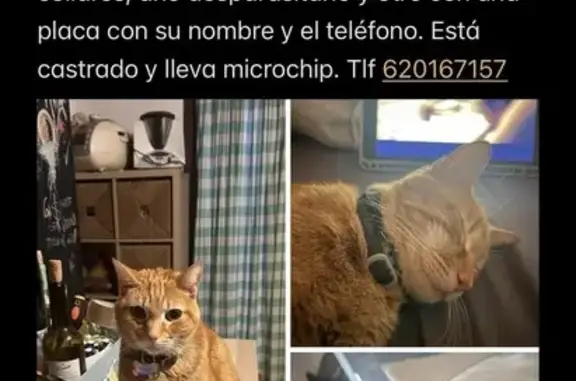 Macho castrado, con microchip. Lleva dos collares uno con placa con su nombre y teléfono. Es naranja y muy bueno.