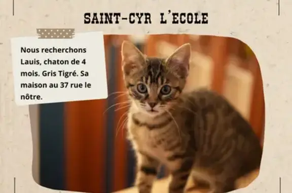 Chaton gris tigré perdu à Saint-Cyr - photo