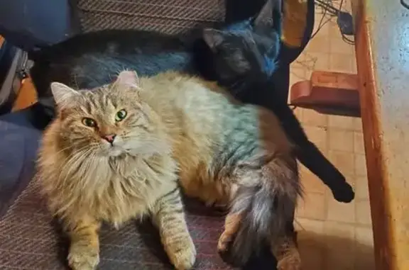 Lost Grey Tan Tiger Cat: N. Louisiana Ave