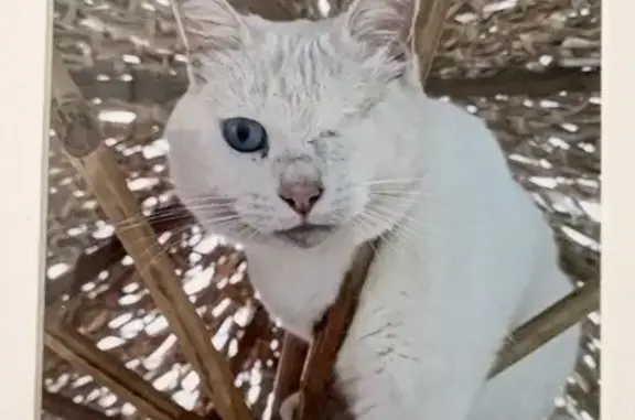 Chatte blanche sourde, un œil bleu, perdue - photo