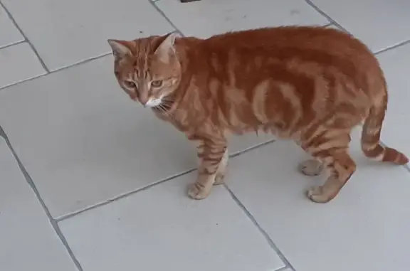 Animaux perdus Soissons, photo: Chat perdu à Soissons, tatoué à l'oreille