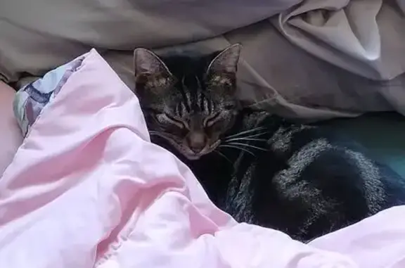 Lost Cat: Grey/Black Swirled Stripes