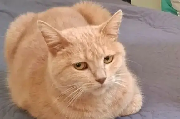 Chatte beige disparue Rue de la Baume, Nîmes - photo