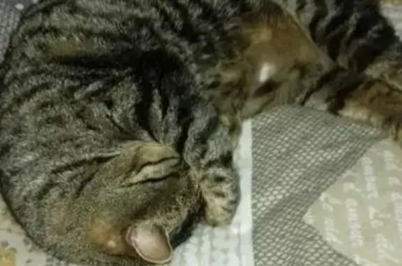 Chat perdu, Novalaise, photo: Chat tigré perdu à Novalaise