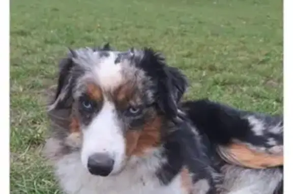 Chienne australienne perdue à Gennevilliers - photo