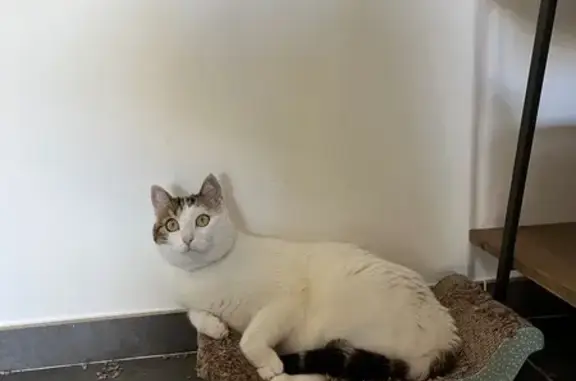 Chat perdu, Saint-Savin, photo: Chat perdue blanche queue tigrée, St-Savin