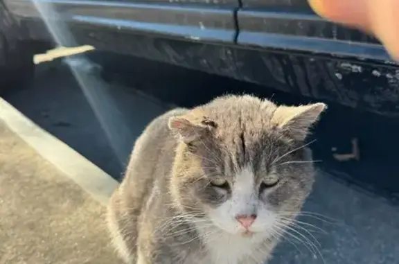 Found cat Richmond, photo: Friendly Grey Tabby Found on Hermitage Rd
