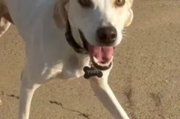 Lost Dog: White Lab Mix on Lakeshore - photo