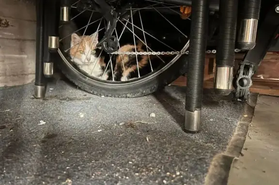 Chat trouvé , photo: Chat trouvé craintif à Andelnans