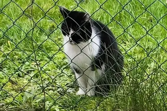 Chat trouvé Égly, photo: Chat noir et blanc trouvé à Égly