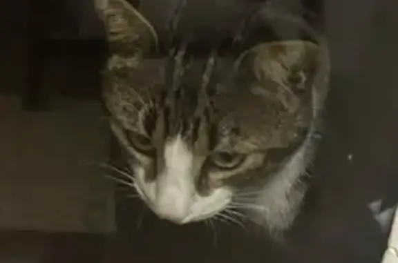 Animaux trouvés , photo: Chat tricolore trouvé sociable à Monthieux