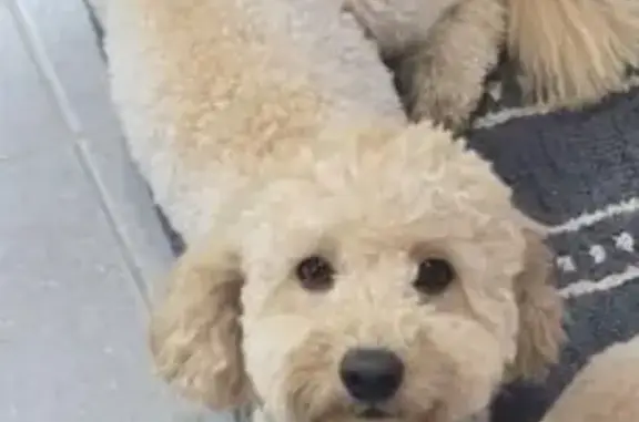 Lost pets Manningham (VIC), photo: Lost Spoodles: Berry & Loui in Manningham