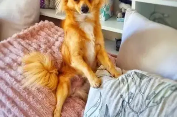 Lost pets Greater Dandenong, photo: Lost Brown Dog: Shy & Scared in Dandenong