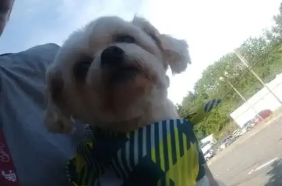 Lost Sweet Maltese on NW 68th...