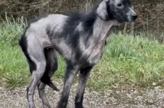 Animaux trouvés , photo: Chien noir apeuré trouvé en forêt