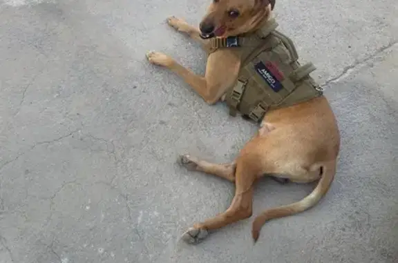 ¡Ayuda! Perdido Podenco Marrón en Albox