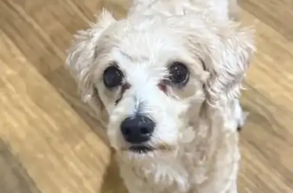 Friendly Found Dog in Hume Cit...