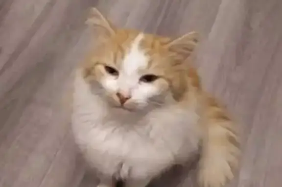Chat perdu, Corcoué-sur-Logne, photo: Chat perdu : blanc et roux, Corcoué-sur-Logne