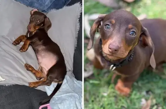 Lost Mini Dachshund: Snickers on Shady Ave