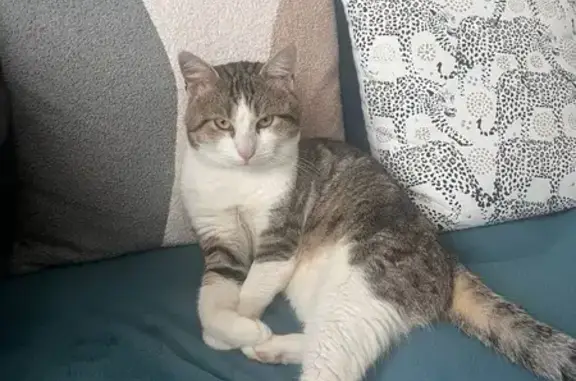 Chat perdu avec collier noir à Cherbourg - photo