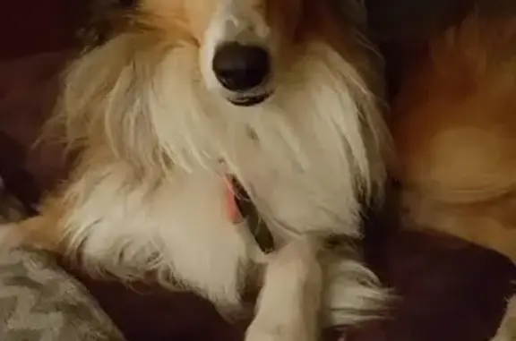 Help Find Max: Deaf 14-Year-Old Shelte