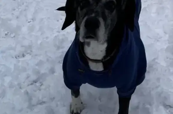 Missing dog Nitro, photo: Lost: Friendly 11-Year-Old Dog Evie